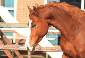 Koen (1)